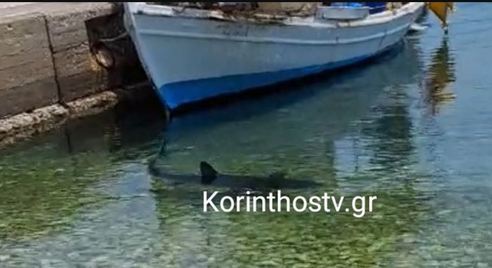 Ајкула во мало туристичко место во Грција! Видео!