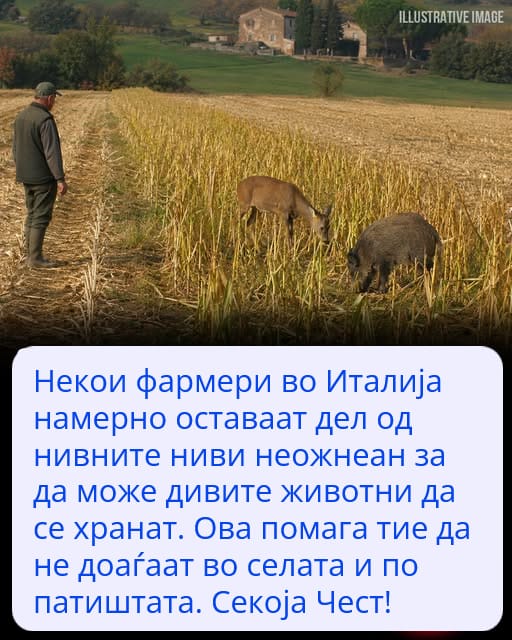 Зошто некои земјоделци во Италија намерно го оставаат својот род неожнеан?
