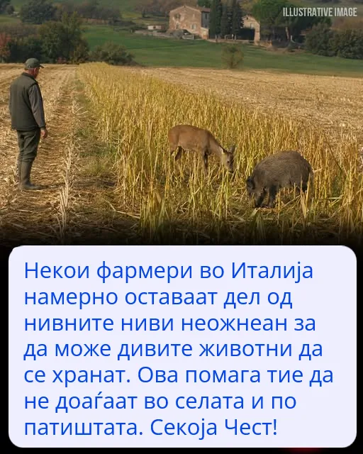 Зошто некои земјоделци во Италија намерно го оставаат својот род неожнеан?