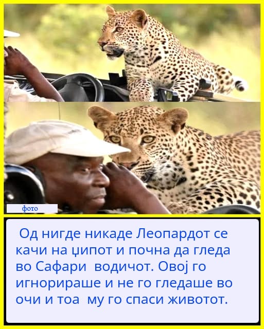Блиска средба од која замрзнува крвта – Кога леопард ќе реши дека вашето сафари возило е негов нов трон!